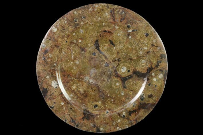 Fossil Orthoceras & Goniatite Round Plate - Stoneware #140064
